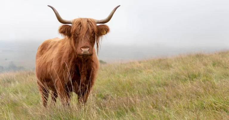 micro mini Highland cow